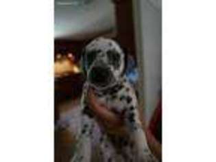 Dalmatian Puppy for sale in Mount Airy, NC, USA