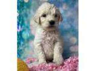 Goldendoodle Puppy for sale in Concord, IL, USA