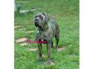 Cane Corso Puppy for sale in New Milford, CT, USA