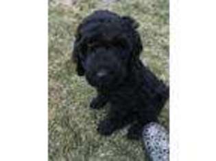 Goldendoodle Puppy for sale in Coulee City, WA, USA