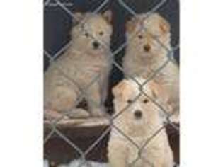 Alaskan Malamute Puppy for sale in Holland, MI, USA