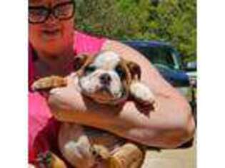 Bulldog Puppy for sale in Summit, MS, USA