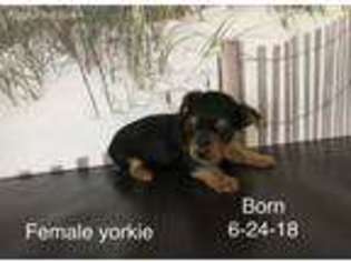 Yorkshire Terrier Puppy for sale in Camargo, IL, USA
