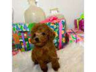 Mutt Puppy for sale in Pomona, CA, USA