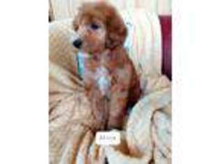 Labradoodle Puppy for sale in Chewelah, WA, USA