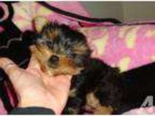 Yorkshire Terrier Puppy for sale in FORT PIERCE, FL, USA