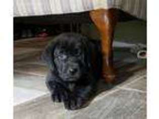 Labrador Retriever Puppy for sale in Addison, NY, USA