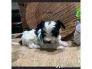 Yorkshire Terrier Puppy for sale in Montgomery, TX, USA