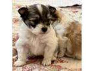 Maltipom Puppy for sale in Palmyra, MO, USA