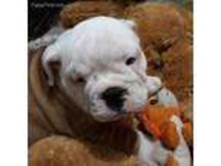 Bulldog Puppy for sale in Earleville, MD, USA