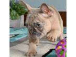 French Bulldog Puppy for sale in Reston, VA, USA