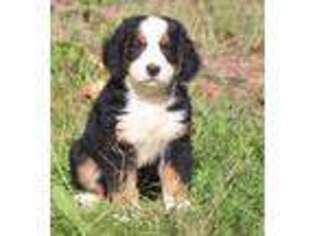Bernese Mountain Dog Puppy for sale in Howard City, MI, USA
