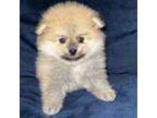 Pomeranian Puppy for sale in Kent, WA, USA