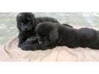 Newfoundland Puppy for sale in Chesterfield, VA, USA