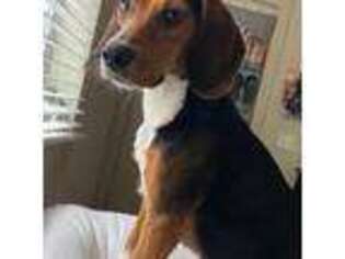 Beagle Puppy for sale in Lithonia, GA, USA