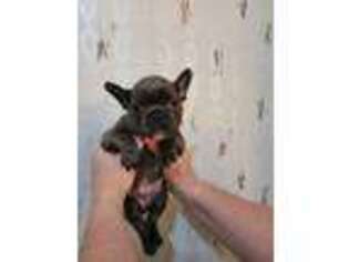French Bulldog Puppy for sale in Bullhead City, AZ, USA