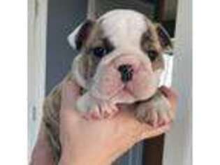 Bulldog Puppy for sale in Hiawatha, KS, USA