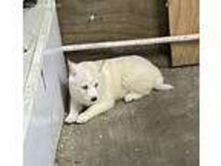 Shiba Inu Puppy for sale in Chariton, IA, USA