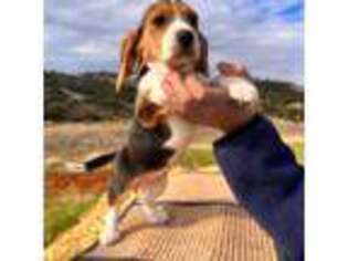 Beagle Puppy for sale in Folsom, CA, USA