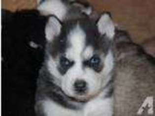 Siberian Husky Puppy for sale in SNOHOMISH, WA, USA