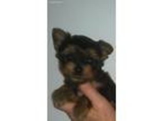 Yorkshire Terrier Puppy for sale in Independence, IA, USA