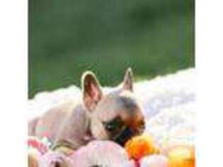 French Bulldog Puppy for sale in Nipomo, CA, USA