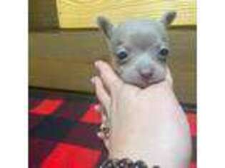Chihuahua Puppy for sale in Honea Path, SC, USA