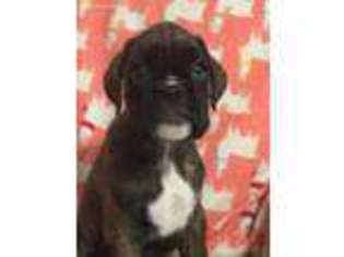 Boxer Puppy for sale in Lewisburg, KY, USA