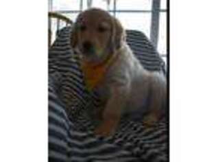 Golden Retriever Puppy for sale in Cherry Valley, NY, USA