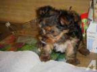 Yorkshire Terrier Puppy for sale in ONEIDA, TN, USA