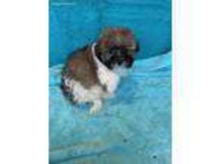 Havanese Puppy for sale in Madison, AL, USA