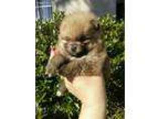 Pomeranian Puppy for sale in Stockton, CA, USA