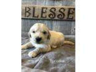 Golden Retriever Puppy for sale in Selma, CA, USA