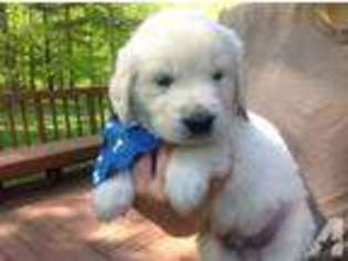 Golden Retriever Puppy for sale in ANDOVER, CT, USA