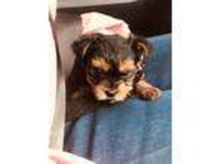 Yorkshire Terrier Puppy for sale in Oxford, MS, USA