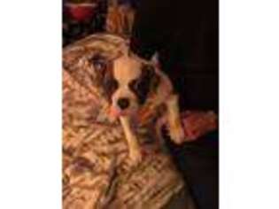 American Bulldog Puppy for sale in Pleasant Grove, AL, USA