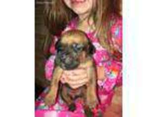 Cane Corso Puppy for sale in Grand Rapids, OH, USA