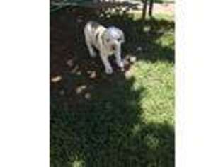 American Bulldog Puppy for sale in Phoenix, AZ, USA