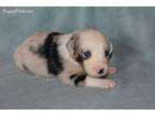 Australian Shepherd Puppy for sale in Caddo Mills, TX, USA