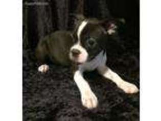 Boston Terrier Puppy for sale in Los Fresnos, TX, USA