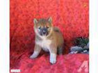 Shiba Inu Puppy for sale in MIDDLEBURG, PA, USA