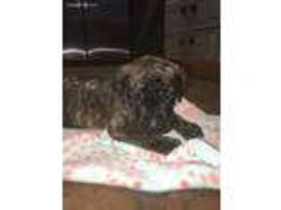 Mastiff Puppy for sale in Fort Collins, CO, USA