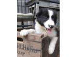 Border Collie Puppy for sale in Stuart, VA, USA
