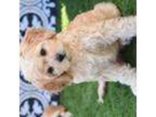 Cavapoo Puppy for sale in Spring Branch, TX, USA