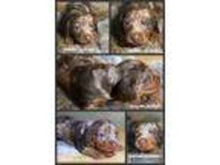 Dachshund Puppy for sale in Harrison, AR, USA