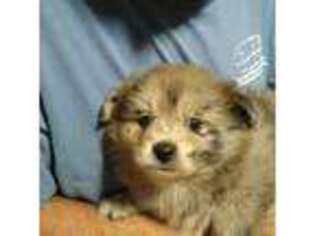 Pomeranian Puppy for sale in Armuchee, GA, USA