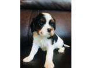 Cavalier King Charles Spaniel Puppy for sale in Cleveland, GA, USA