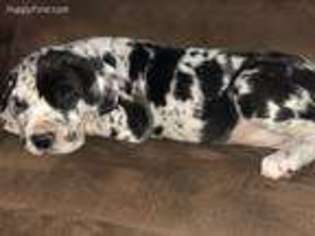 Great Dane Puppy for sale in Winfield, KS, USA