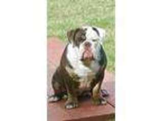 Olde English Bulldogge Puppy for sale in Vandalia, IL, USA