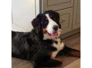 Bernese Mountain Dog Puppy for sale in Holly Springs, NC, USA